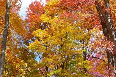 MLeWallpapers.com   Orange And Yellow Fall Trees