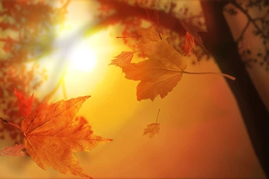Leaves, Autumn, Savers, Screen, Wallpapers (