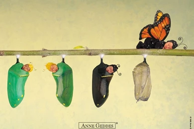 Hair Style For You: Anne Geddes Wallpapers