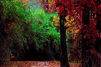 Amazon.com: Autumn Scenery Live Wallpaper: Appstore For Android