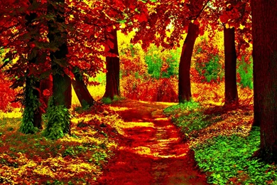 Path In Autumn Forest Computer Wallpapers, Desktop Backgrounds ...