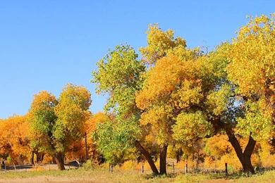 Galaxy S4 / Nature_Samsung Wallpapers