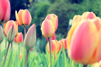 Pleasant Flowers Wallpapers, Green Backgrounds, Pictures And Images