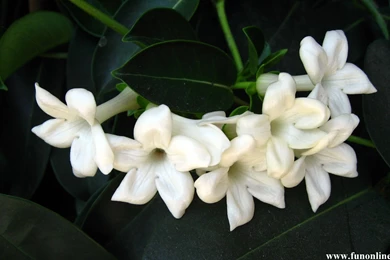 Jasmine Wallpapers, Download Beautiful Jasmines HD Wallpapers For Free