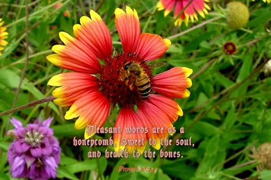 FCC.org's Bible Verse Wallpapers