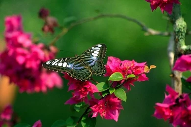 Butterflies On Flowers
