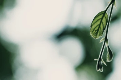 Wallpaper: Green & Fxxy – Unbroken Horse