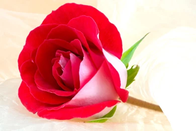 Rose Hd Wallpapers