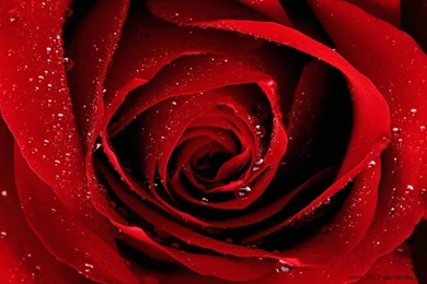 √ New Latest Happy Rose Day 2014 Hd Wallpapers
