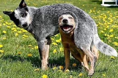 Christmas Wallpaper, Free Wallpapers Downloads: Latest Funny ...