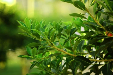 Spring HD Wallpapers Hq spring hd wallpapers – Full HD Wallpapers