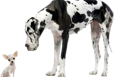 Desktop Wallpaper: Great Dane Wallpapers