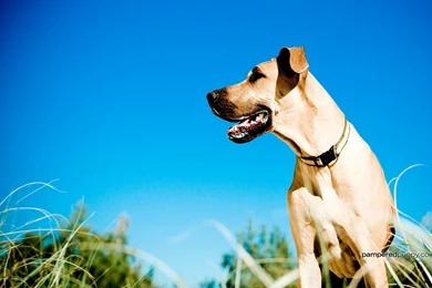 Great Dane Wallpapers