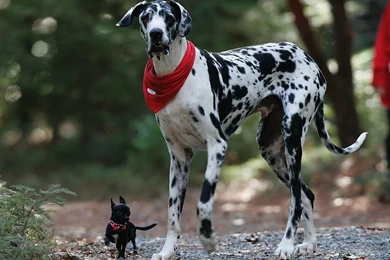 Great Dane New Wallpapers