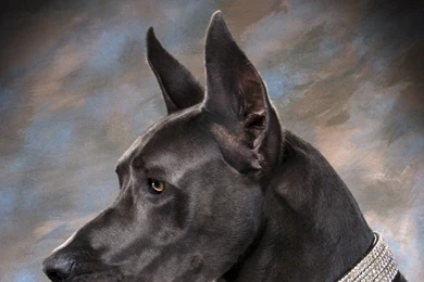 Great Dane Wallpapers HD 2016 . Best High Resolution Desktop ...