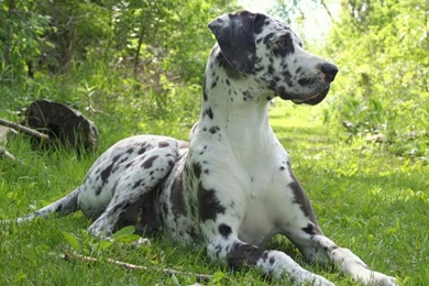 Great, Dane, New, Desktop, Wallpapers, In, Hd, For, Backgrounds ...