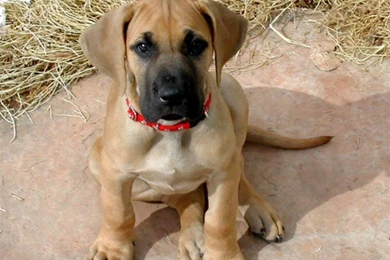 Great Dane Puppy Wallpapers   Android Apps On Google Play
