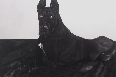 Black Great Dane Dog Photo And Wallpaper. Beautiful Black Great ...