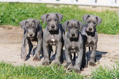 Great, Dane, Puppies, Full, Screen, Wallpaper, Images, Hd, Desktop ...