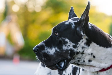 Great Dane 8 22 2015 Wallpaper Backgrounds