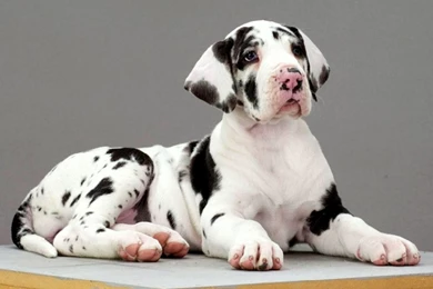 Great Dane High Resolution Wallpapers