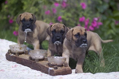 Great Dane New Wallpapers