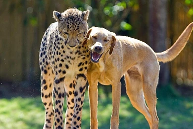 Cheetah And Great Dane Dog Free Widescreen Wal