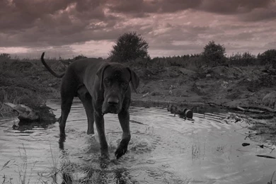 Great Dane Wallpapers HD Download