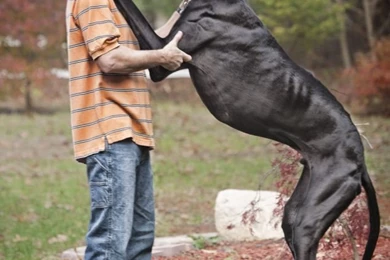 Blue Great Dane George Wallpaper.