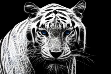 White Tiger With Blue Eyes Wallpapers   (