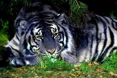 Tiger Eye. Siberian Tiger Pictures, Artwork, Tattoos, Wallpapers ...