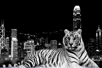 Blue Tiger Wallpapers Hd