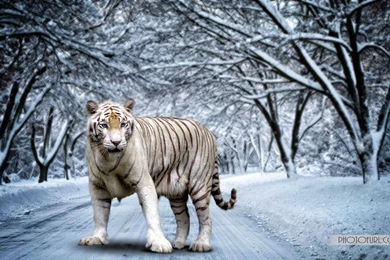 White Bengal Tiger Wallpapers   Wallpapers Cave