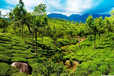 Green Tea Field, Kerala, India Wallpapers Full HD [2880x1800 ...
