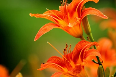 Vivid Flowers Wallpapers HD