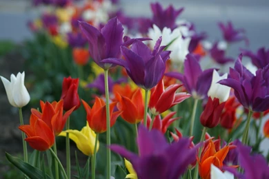 Vivid Flower Wallpapers