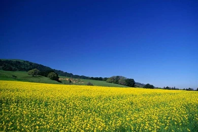 Download Mobile Wallpaper: Landscape, Fields, Free. 35167.