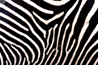 Zebra Print Wallpapers Desktop