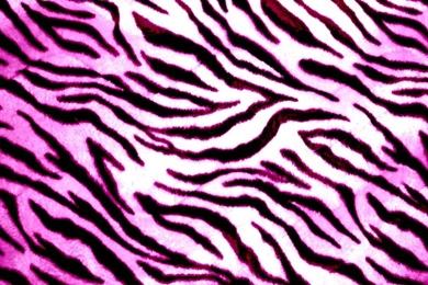 Zebra Print Wallpapers