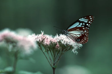 Android Jelly Bean Tablet Wallpapers And Make This Wallpapers For ...