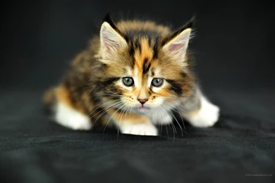 2160x1440 Wallpapers Cats. Photography Wallpaper Backgrounds