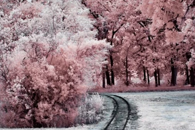 Nature Winter Through Pink Woods