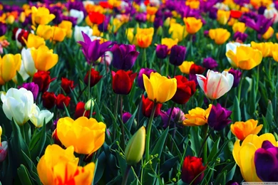 Spring Wallpapers HD Free Download