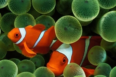 Apple Clown Fish