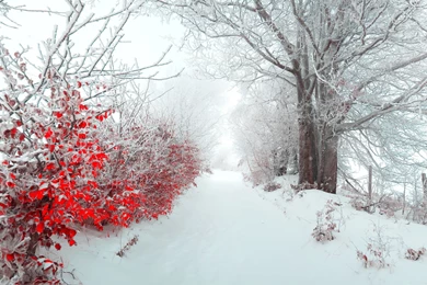 Sapporo Winter Scene   HD Wallpapers Widescreen   2880x1800