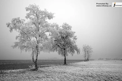 Winter Trees HD   Photo 74 Of 259