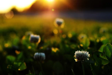 Top Flowers Sunrise Backgrounds Wallpapers