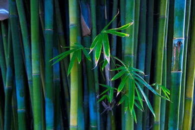 Bamboo Wallpapers Hd For Windows 7