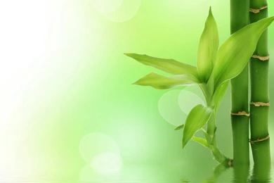 High Resolution Bamboo Desktop Wallpapers HD Full Size ...