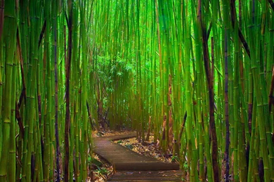 81 Bamboo HD Wallpapers